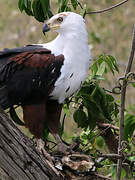 African Fish Eagle