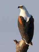 African Fish Eagle