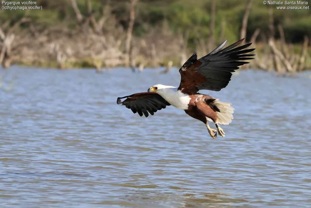 African Fish Eagleadult, identification, habitat, Flight