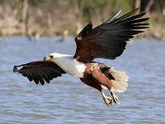 African Fish Eagle