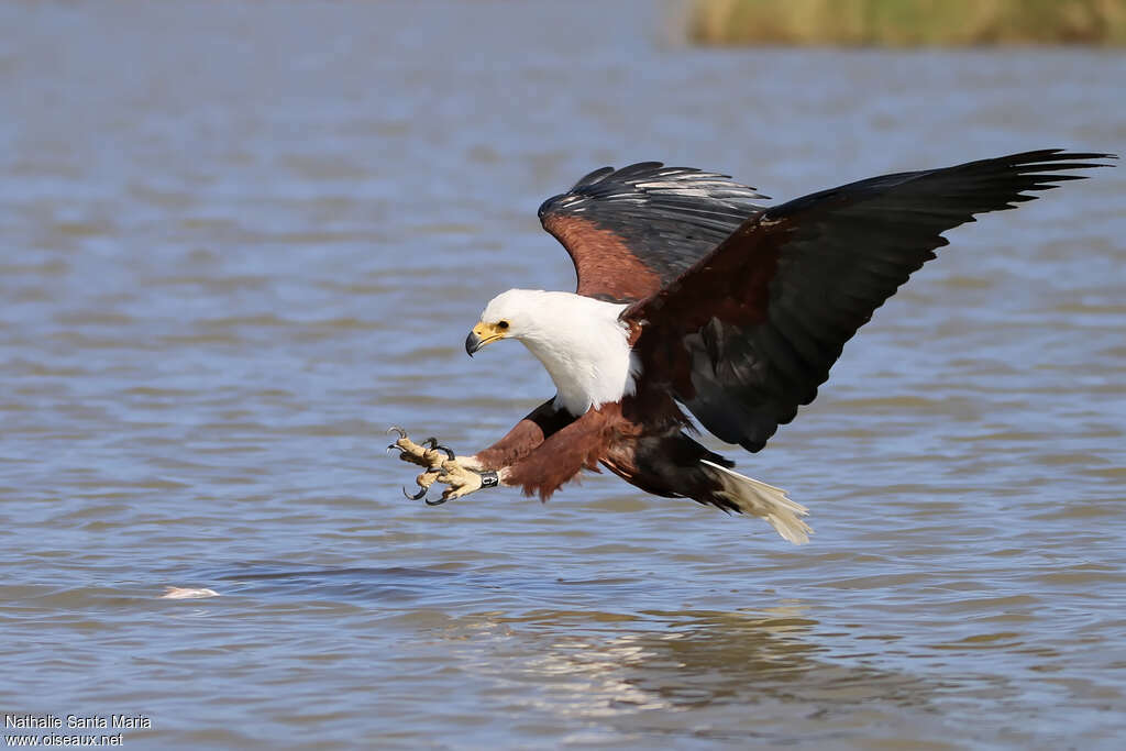 African Fish Eagleadult, identification, Flight, fishing/hunting