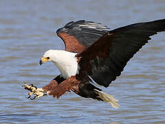 African Fish Eagle