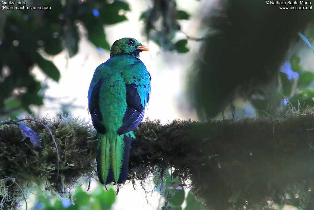 Quetzal doré mâle adulte, identification