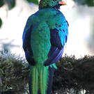 Quetzal doré