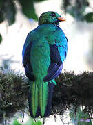 Golden-headed Quetzal