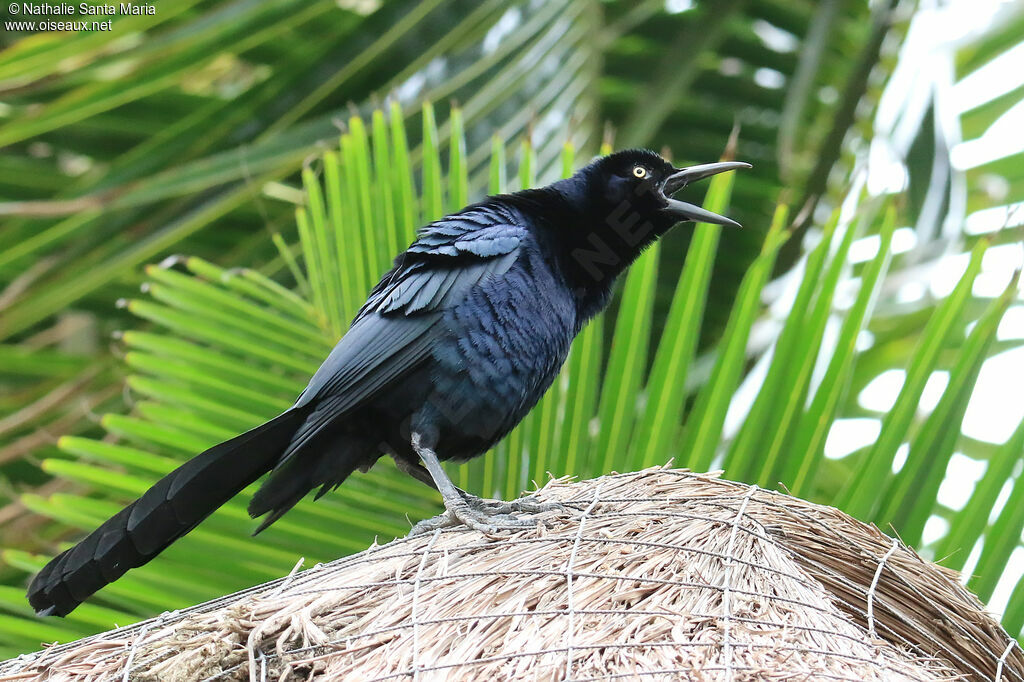 Great-tailed Grackle male adult, courting display