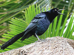 Great-tailed Grackle