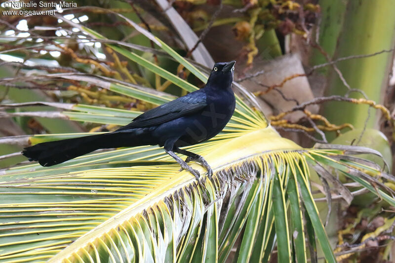 Great-tailed Grackle male adult, identification