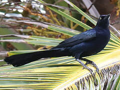 Great-tailed Grackle