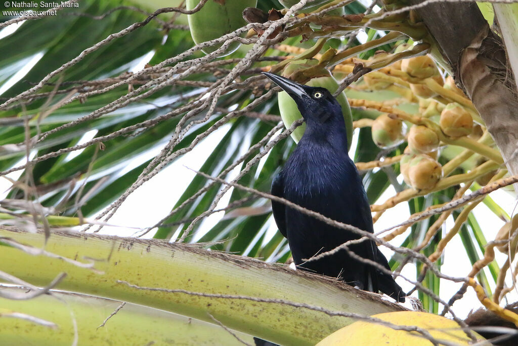 Great-tailed Grackle male adult, identification