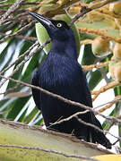 Great-tailed Grackle