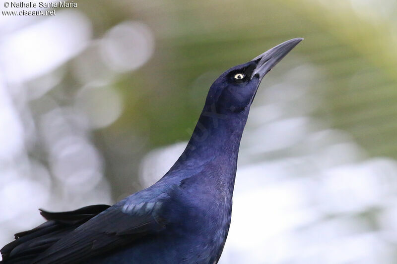 Great-tailed Grackle male adult, identification, courting display