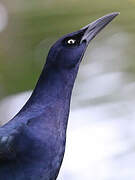 Great-tailed Grackle