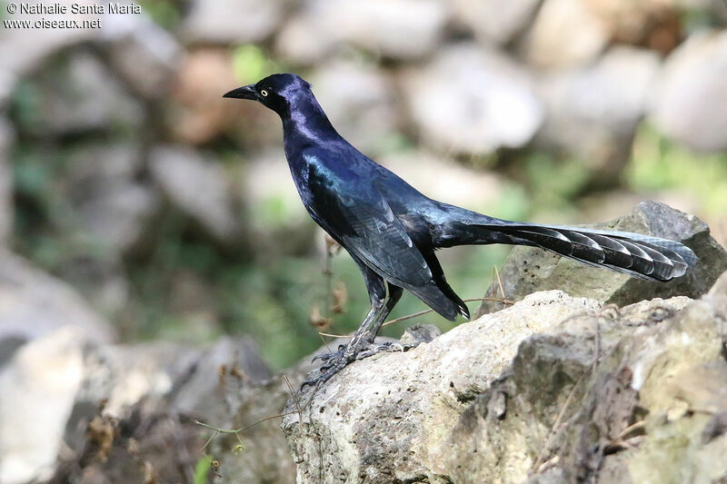 Great-tailed Grackle male adult breeding, identification