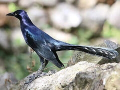 Great-tailed Grackle