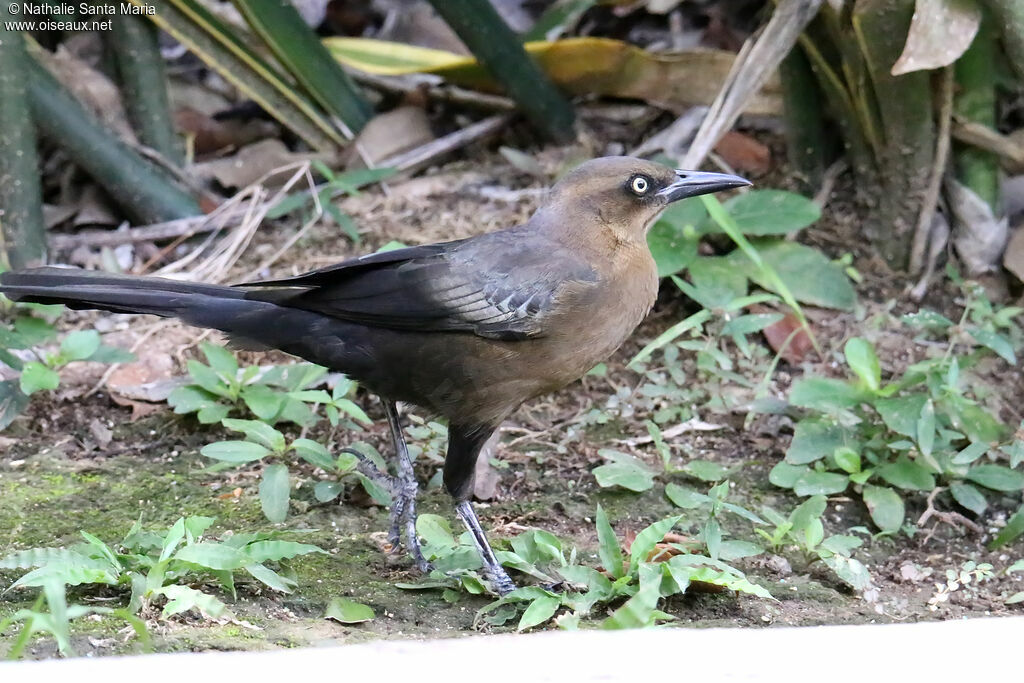 Great-tailed Grackle female adult, identification, walking