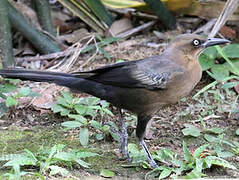 Great-tailed Grackle