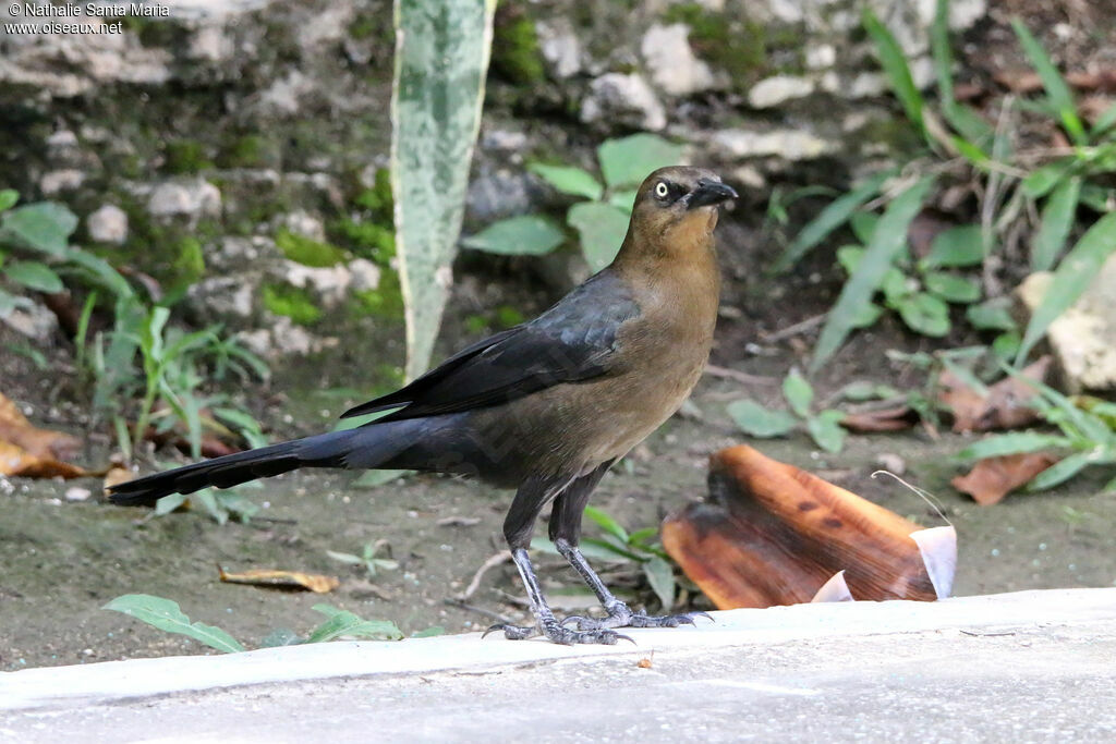 Great-tailed Grackle female adult, identification