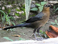 Great-tailed Grackle