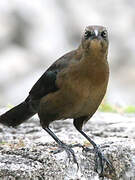 Great-tailed Grackle