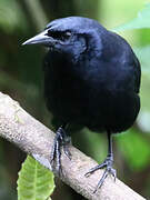 Scrub Blackbird