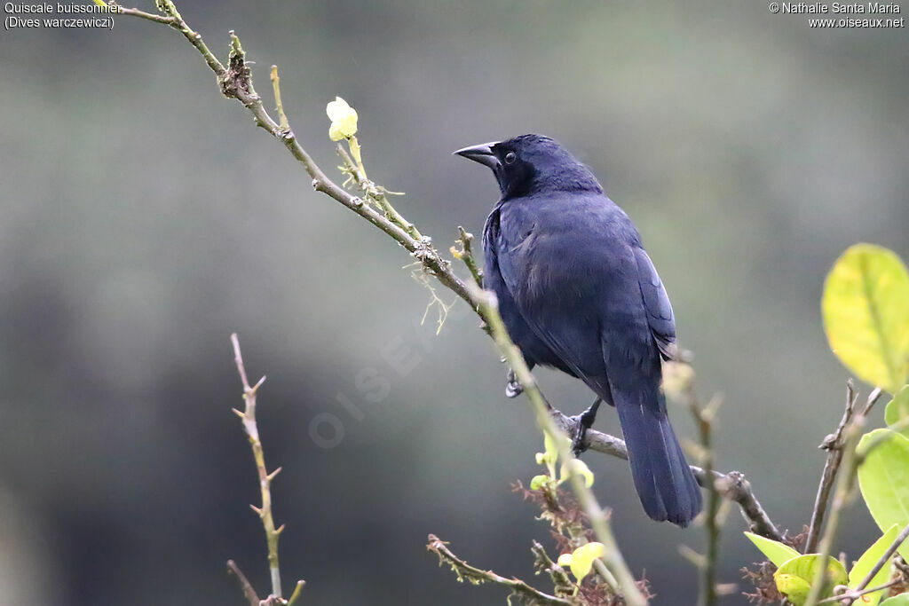 Scrub Blackbirdadult, identification