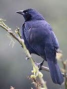 Scrub Blackbird