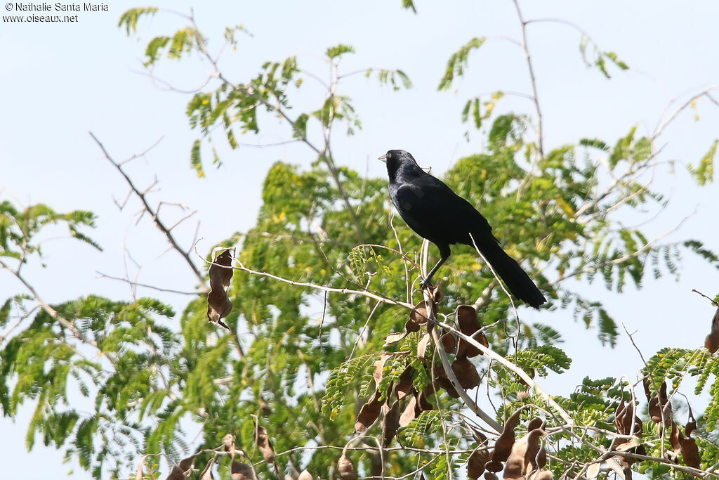 Quiscale chanteuradulte, identification