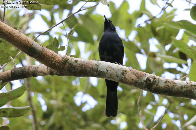 Melodious Blackbirdadult, identification