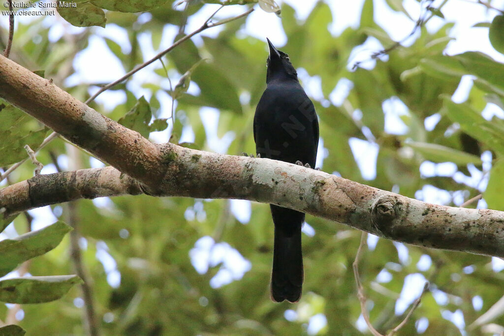 Quiscale chanteuradulte, identification