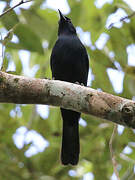 Melodious Blackbird