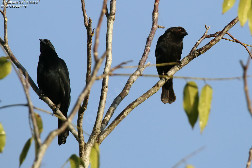 Melodious Blackbirdadult, identification