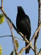 Melodious Blackbird