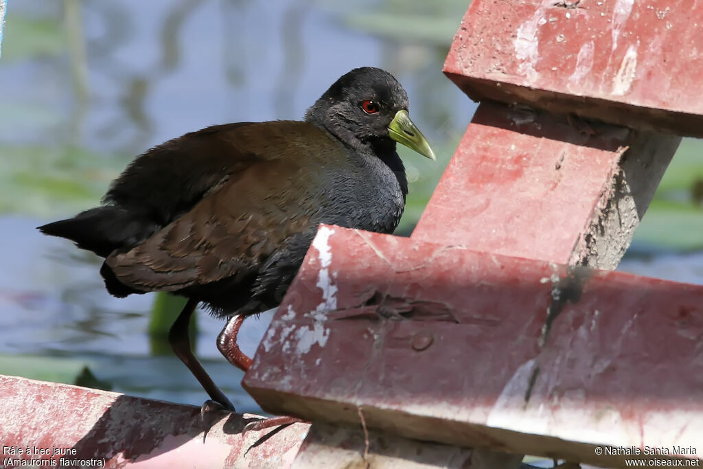 Black Crakeimmature, identification