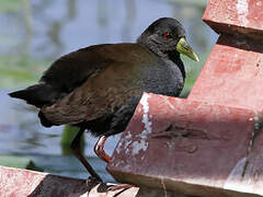 Black Crake