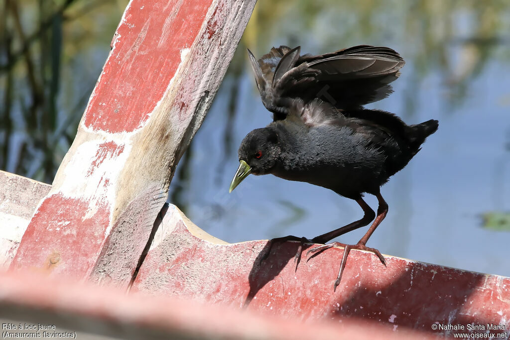 Black Crakeimmature, identification