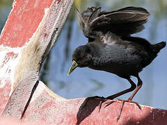 Black Crake