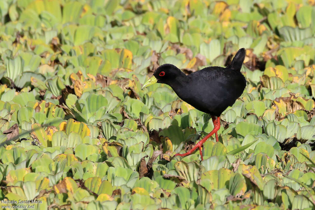 Black Crakeadult, identification