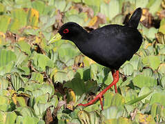 Black Crake