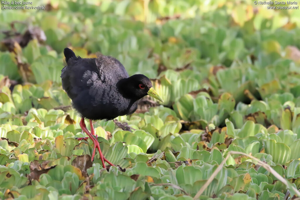 Râle à bec jauneadulte, identification, habitat, marche