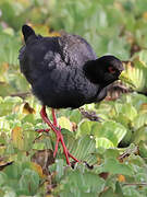 Black Crake