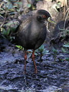 Black Crake