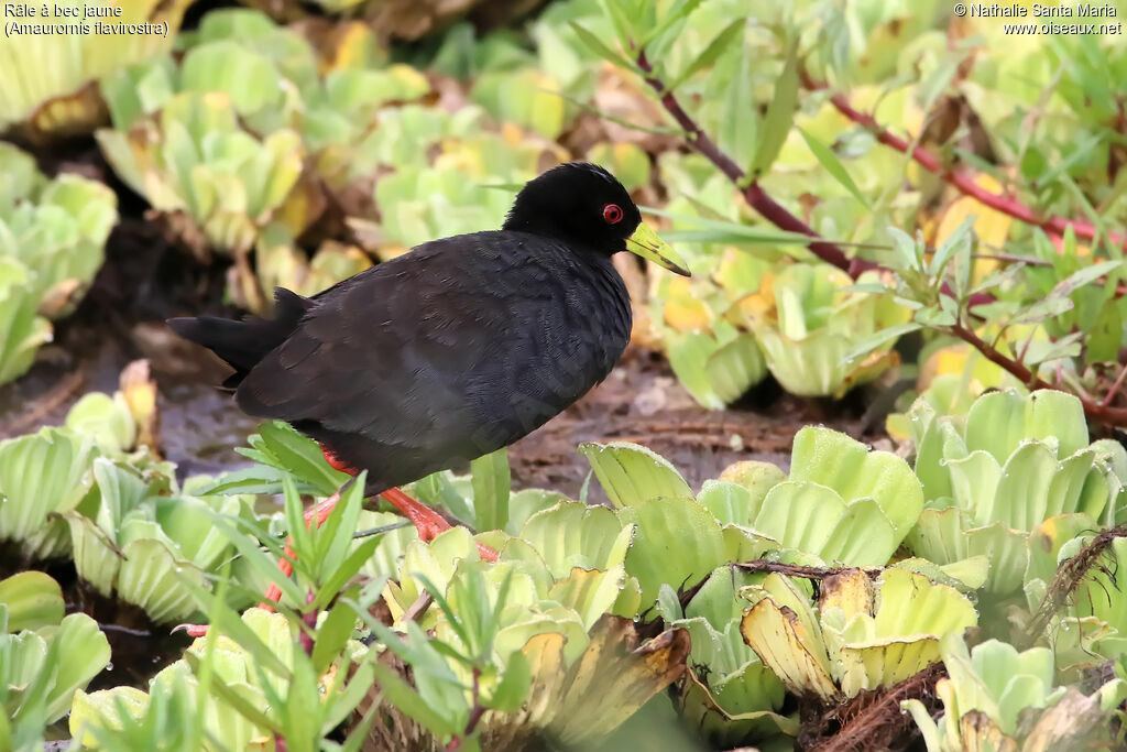 Râle à bec jauneadulte, identification, habitat, marche