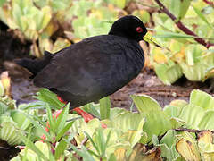 Black Crake