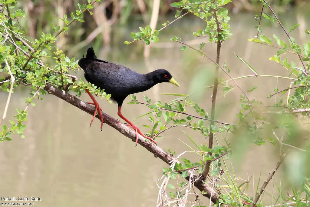 Black Crakeadult, walking, Behaviour