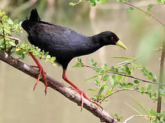 Black Crake