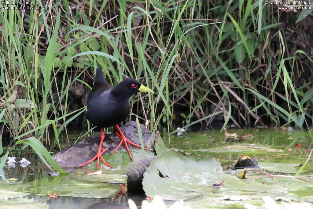 Black Crakeadult, identification, habitat, Behaviour