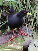 Black Crake