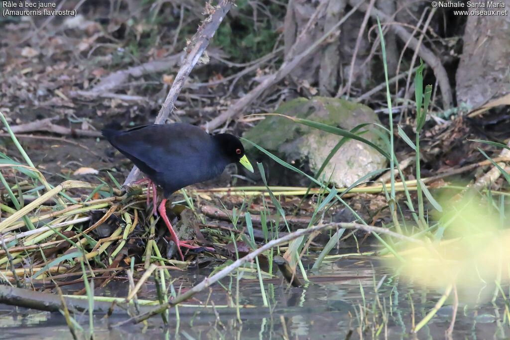 Râle à bec jauneadulte, habitat, marche