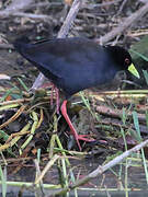 Black Crake